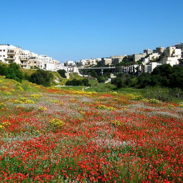 Swieqi