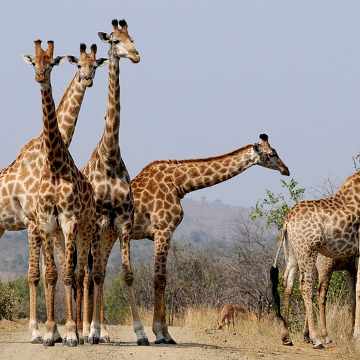 Afrique Du Sud