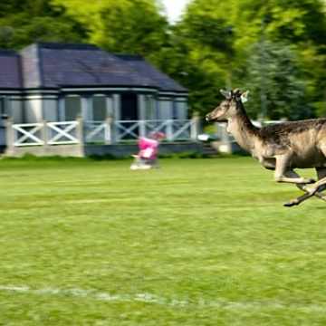 Phoenix Park